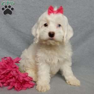 Piper, Cockapoo Puppy